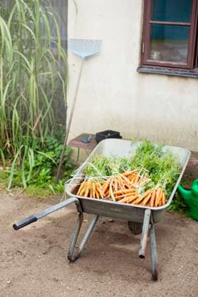 IMAGO Creative: Sommer, Sommertage im Garten High angle view of fresh organic carrots bunches in wheelbarrow , property released Copyright: xKentarooxTrymanx , MA52371