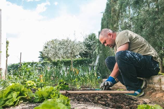 Side view of mature male in casual wear and gloves planting seedlings in soil while working in backyard in spring day in countryside Copyright: xJakexJakabx Model Released