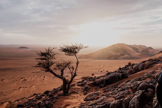 Small green tree growing in middle of sandy stone desert against gray sky in Morocco Copyright: xManuelxOrtsx Model Released