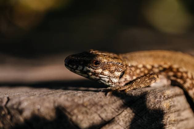 Close up of small gray lizard looking out of trunk in the forest, Model released Copyright: xMarcosxOsoriox MR