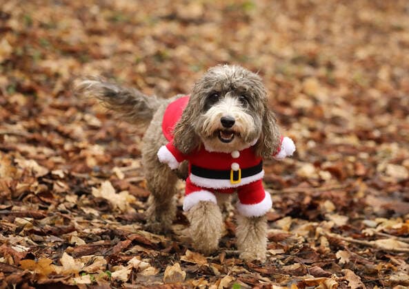 With less than a week to go before Christmas Day, Cookie the cockapoo dog gets gets into the Christmas spirit dressed as Father Christmas on her morning walk. 