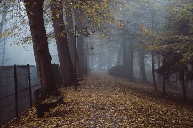 Gloomy landscape with old streetlights along empty alley crossing foggy city park with tall green and yellow trees Copyright: xRobertxKohlhuberx Model Released