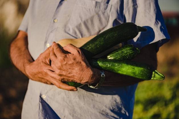 Cropped unrecognizable elderly male farmer in straw hat carrying pile of ripe green zucchini while harvesting vegetables in agricultural field in summer day, Model released Copyright: xSixAndxSix MR