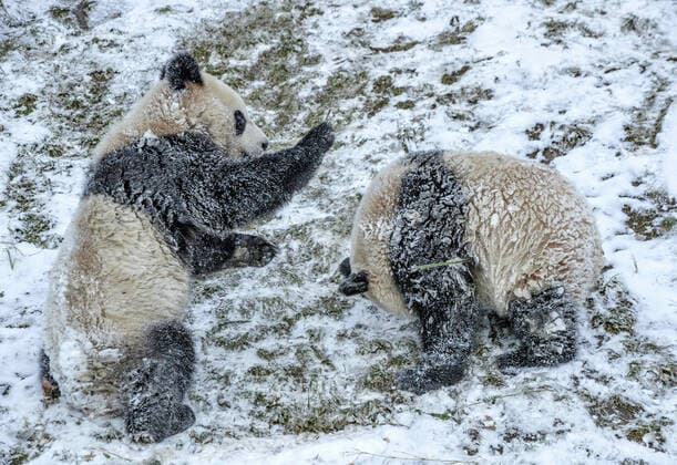 Entertainment Themen der Woche KW52 Bilder des Jahres 2020, Entertainment 12 Dezember Entertainment Bilder des Tages December 20, 2020, Aba, Sichuan, China: The pandas playing in snow in Aba,Sichuan,China on 20th December, 2020. Aba China  - ZUMAt151 20201220_zia_t151_005 Copyright: xTpgx