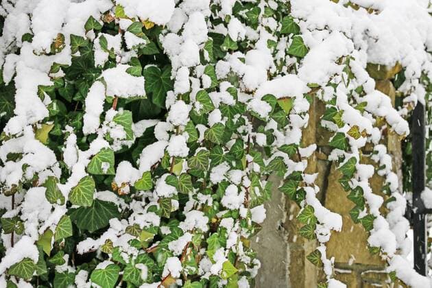 Ivy leaves under the snow. Winter in garden  BEW1D90E462