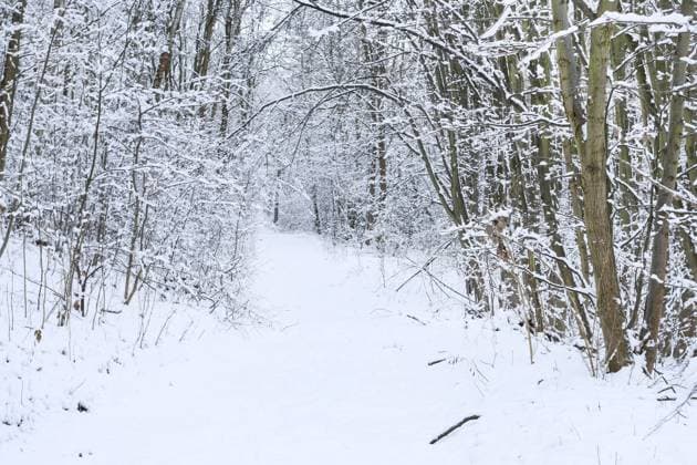 Snowstorm and mist in winter forest. Road through the woods. Winter time  BEW1D88CC6D
