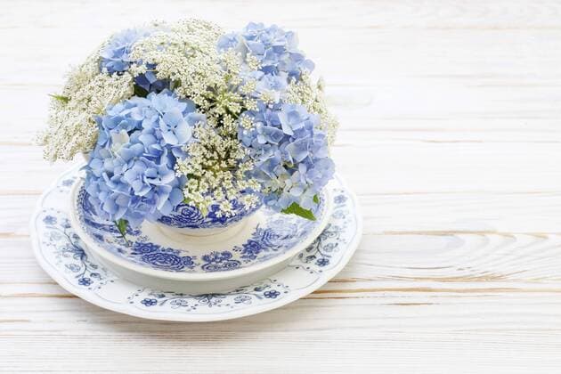 Floral arrangement with blue hortensia (hydrangea) and white Queen Anne s lace (daucus carota) flowers on white wooden table, copy space.  BEW1DA05734