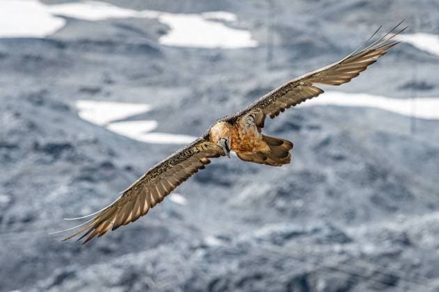An adult bearded vulture (Gypaetus barbatus) in flight, alps in South Tyrol, Stilfser Joch Stilfs Italy