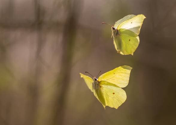 Two common brimstones flying in the air in spring in a forest Austria