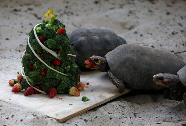 Entertainment Themen der Woche KW52 Bilder des Jahres 2020, News 12 Dezember News Bilder des Tages Turtles eat fruits of a Christmas tree at the Cali zoo, Colombia, 23 December 2020. The keepers brought Christmas to their animals with small trees decorated with fruits, their favorite foods, insects and other delicacies. EFE Ernesto Guzman Jr. Christmas at the zoo in Cali, Colombia !ACHTUNG: NUR REDAKTIONELLE NUTZUNG!  Copyright: xErnestosxGuzmanxJr.x AME6344 20201223-637443500215638584