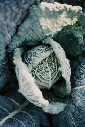 Close-up of cabbage crop at farm property released MJRF00337