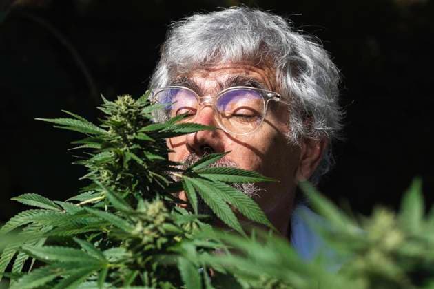 Mature male ecologist smelling marijuana plant at farm model released Symbolfoto PNAF00237