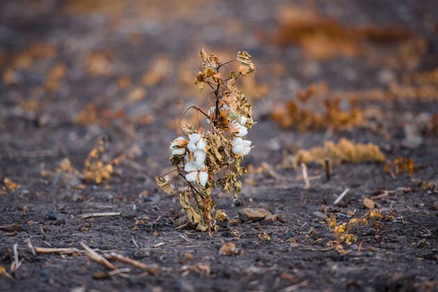 IMAGO Nature: Unsere Erde, Klimawandel, Baumwolle Cotton field in Oakey Cotton fields ready for harvesting in Oakey, Queenslandcotton, field, plant, australia, organic, textile, crop, australian, farm, flower, farming, grow, agriculture, ball, allergy, smooth, fluffy, stem, twig, branch, fiber, harvest, textured, softness, boll, raw, material, ripe, bud, seeds, white, growth, pure, cultivated, puffs, industry, nature, environment, Oakey, Queensland, 