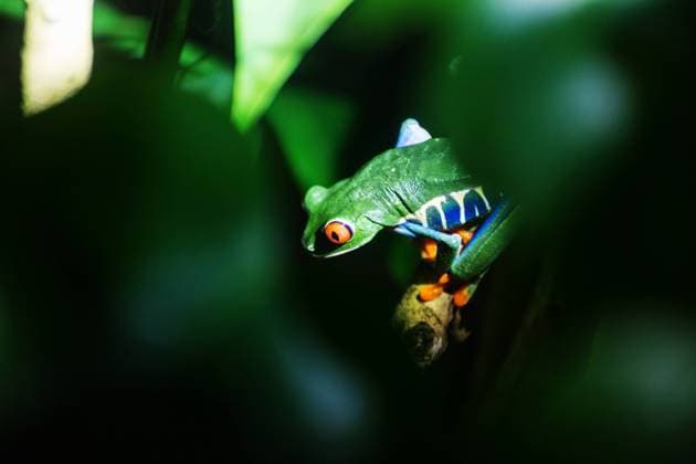IMAGO Nature: Unsere Erde, Umweltverträgliche Herausforderungen, Regenwald Frog in Costa Rica red-eye frog Agalychnis callidryas in Costa Rica, Central Americaagalichnis, agalychnis, amphibian, animal, beautiful, central, climate, color, colorful, conservation, costa, costa rica, curious, cute, exotic, exotic frog, eye, face, fauna, forest, frog, funny, green, hiding, jungle, macro, nature, night, nobody, nocturnal, plant, rain, rainforest, red, red-eye, red-eyed, rica, south, spring, summer, swamp, tree, treefrog, tropical, tropical frog, tropics, vibrant, vivid, wild, wildlife,  Copyright: xGalynaxAndrushkox 26244672