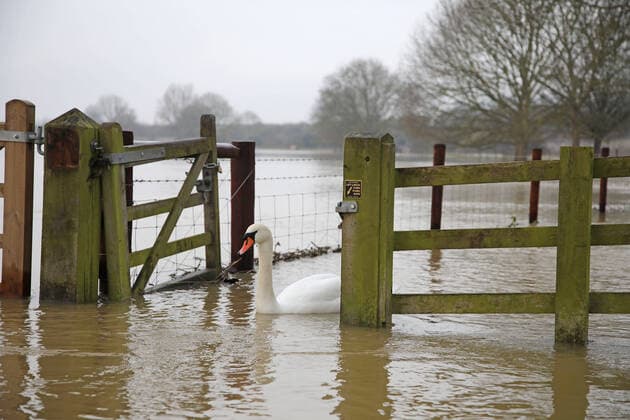 IMAGO Nature: Unsere Erde, Klimawandel, Überschwemmungen News Bilder des Tages A swan glides through a farmers gate as flooding is still a problem around Peterborough, Cambridgeshire, after the River Nene burst is banks last week. 