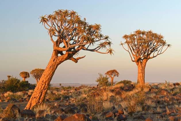 Creative Highlights World Koecherbaum oder Quivertree (Afrikaans: Kokerboom, Aloe dichotoma) im ersten Morgenlicht , Keetmanshoop, Namibia, Afrika mcpins *** Koker tree or Quivertree Afrikaans Kokerboom, Aloe dichotoma in the first morning light , Keetmanshoop, Namibia, Africa mcpins mcpins