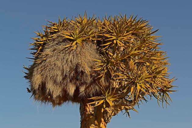 Nest of the weaver Philetairus socius in a Koecher tree or Quivertree Afrikaans Kokerboom, Aloe dichotoma at sunrise , Keetmanshoop, Namibia, Africa mcpins mcpins