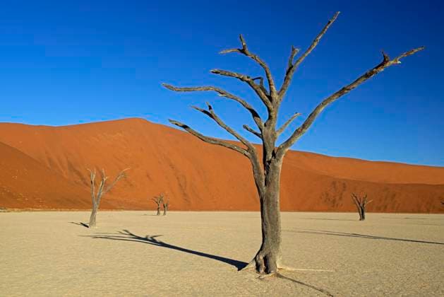 Kameldornbaeume (Acacia erioloba), auch Kameldorn oder Kameldornakazie im letzten Abendlicht, Namib Naukluft Nationalpark, Deadvlei, Dead Vlei, Sossusvlei, Namibia, Afrika mcpins *** Camelthorn trees Acacia erioloba , also camelthorn or camelthorn acacia in the last evening light, Namib Naukluft National Park, Deadvlei, Dead Vlei, Sossusvlei, Namibia, Africa mcpins mcpins