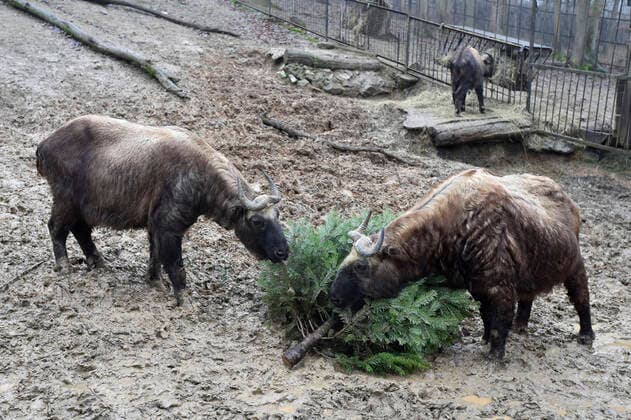 Bilder des Jahres 2021, Entertainment 01 Januar Entertainment Themen der Woche KW01 Entertainment Bilder des Tages Takin (Budorcas taxicolor) in the Zoo Brno, Czech Republic, got from their keepers popular yearly delicatessen in the form of unsold Christmas trees, on January 4th, 2021. (CTKxPhoto VaclavxSalek) CTKPhotoP202101040431401  sal 10