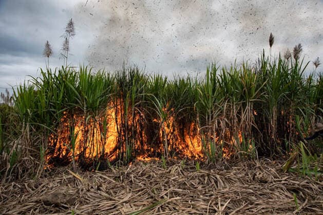 January 5, 2021, Coatepec, Veracruz, Mo xico: Farm workers cut the sugar cane in Veracruz. More than 6000 hectares of sugarcane are cut per year by migrant and indigenous workers from the center of the country. Coatepec MÃ xico - ZUMAqp1_ 20210105_zip_qp1_001 Copyright: xHectorxAdolfoxQuintanarxPerezx