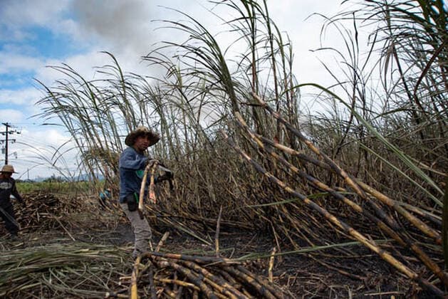 January 5, 2021, Coatepec, Veracruz, Mo xico: Farm workers cut the sugar cane in Veracruz. More than 6000 hectares of sugarcane are cut per year by migrant and indigenous workers from the center of the country. Coatepec MÃ xico - ZUMAqp1_ 20210105_zip_qp1_002 Copyright: xHectorxAdolfoxQuintanarxPerezx