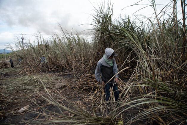 January 5, 2021, Coatepec, Veracruz, Mo xico: Farm workers cut the sugar cane in Veracruz. More than 6000 hectares of sugarcane are cut per year by migrant and indigenous workers from the center of the country. Coatepec MÃ xico - ZUMAqp1_ 20210105_zip_qp1_003 Copyright: xHectorxAdolfoxQuintanarxPerezx