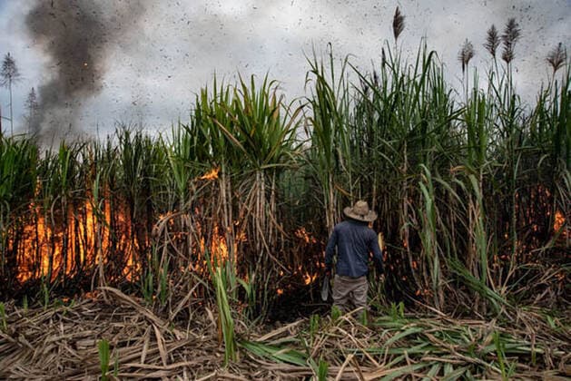 January 5, 2021, Coatepec, Veracruz, Mo xico: Farm workers cut the sugar cane in Veracruz. More than 6000 hectares of sugarcane are cut per year by migrant and indigenous workers from the center of the country. Coatepec MÃ xico - ZUMAqp1_ 20210105_zip_qp1_006 Copyright: xHectorxAdolfoxQuintanarxPerezx