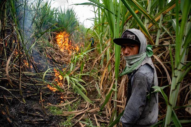 January 5, 2021, Coatepec, Veracruz, Mo xico: Farm workers cut the sugar cane in Veracruz. More than 6000 hectares of sugarcane are cut per year by migrant and indigenous workers from the center of the country. Coatepec MÃ xico - ZUMAqp1_ 20210105_zip_qp1_008 Copyright: xHectorxAdolfoxQuintanarxPerezx