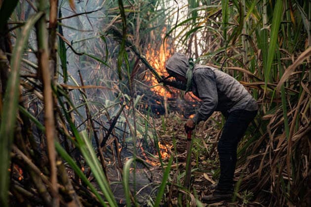 January 5, 2021, Coatepec, Veracruz, Mo xico: Farm workers cut the sugar cane in Veracruz. More than 6000 hectares of sugarcane are cut per year by migrant and indigenous workers from the center of the country. Coatepec MÃ xico - ZUMAqp1_ 20210105_zip_qp1_009 Copyright: xHectorxAdolfoxQuintanarxPerezx