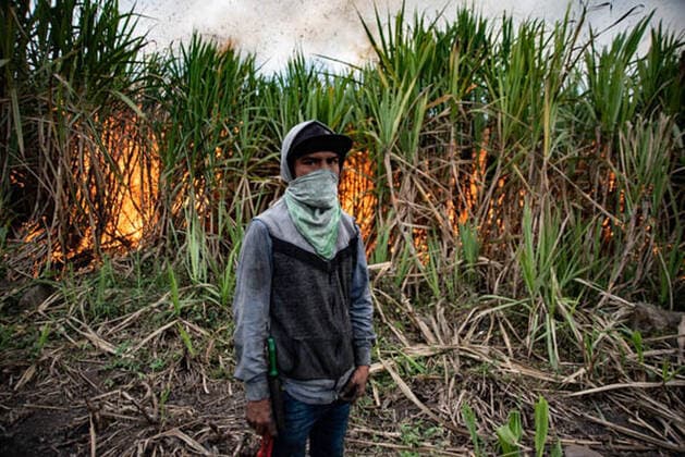 January 5, 2021, Coatepec, Veracruz, Mo xico: Farm workers cut the sugar cane in Veracruz. More than 6000 hectares of sugarcane are cut per year by migrant and indigenous workers from the center of the country. Coatepec MÃ xico - ZUMAqp1_ 20210105_zip_qp1_010 Copyright: xHectorxAdolfoxQuintanarxPerezx