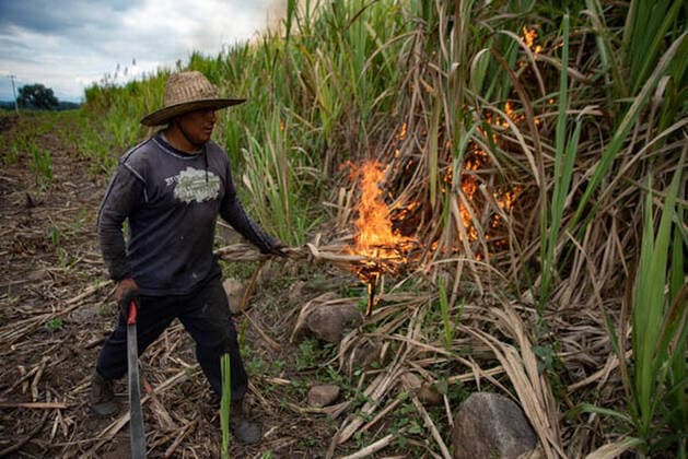 January 5, 2021, Coatepec, Veracruz, Mo xico: Farm workers cut the sugar cane in Veracruz. More than 6000 hectares of sugarcane are cut per year by migrant and indigenous workers from the center of the country. Coatepec MÃ xico - ZUMAqp1_ 20210105_zip_qp1_011 Copyright: xHectorxAdolfoxQuintanarxPerezx