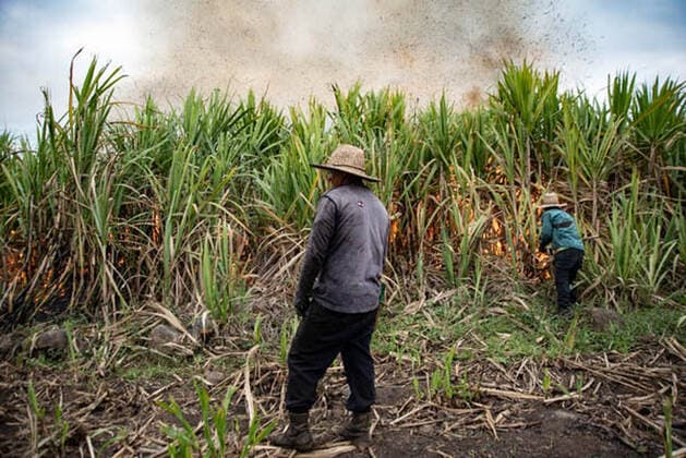 January 5, 2021, Coatepec, Veracruz, Mo xico: Farm workers cut the sugar cane in Veracruz. More than 6000 hectares of sugarcane are cut per year by migrant and indigenous workers from the center of the country. Coatepec MÃ xico - ZUMAqp1_ 20210105_zip_qp1_012 Copyright: xHectorxAdolfoxQuintanarxPerezx
