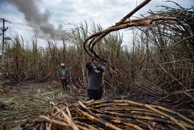 January 5, 2021, Coatepec, Veracruz, Mo xico: Farm workers cut the sugar cane in Veracruz. More than 6000 hectares of sugarcane are cut per year by migrant and indigenous workers from the center of the country. Coatepec MÃ xico - ZUMAqp1_ 20210105_zip_qp1_013 Copyright: xHectorxAdolfoxQuintanarxPerezx