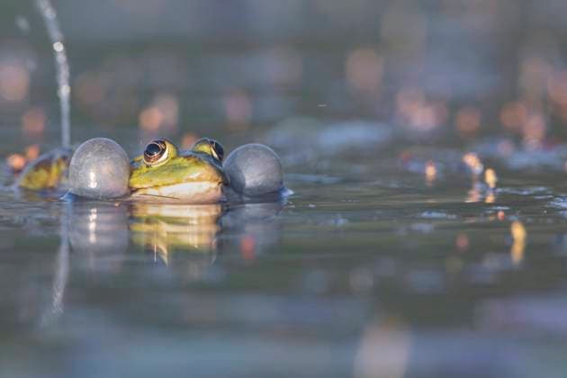 Lake frog Rana ridibunda, Pelophylax ridibundus , croaking male, Germany, Bavaria marsh frog, lake frog Rana ridibunda, Pelophylax ridibundus , croaking male, Germany, Bavaria BLWS635480 Copyright: xblickwinkel M.xKuehnx
