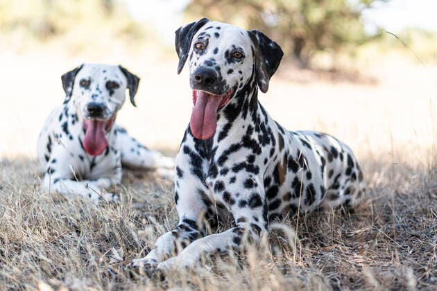 Dalmatian dogs resting on field property released ABAYF00014