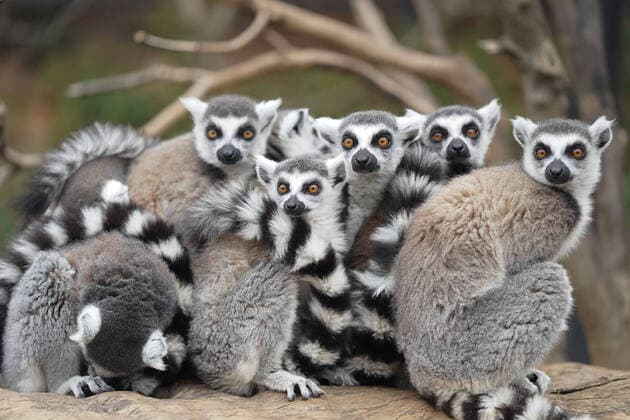 Bilder des Jahres 2021, News 01 Januar News Themen der Woche KW02 News Bilder des Tages January 11, 2021, Kunming, Yunnan, China: The lemurs huddle together for warmth in the cold winter in Kunming,Yunnan,China on 11th January, 2021. Kunming China - ZUMAt151 20210111_zia_t151_015 Copyright: xTpgx