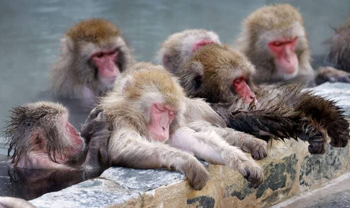 Bilder des Jahres 2021, Entertainment 01 Januar Entertainment Themen der Woche KW02 Entertainment Bilder des Tages Monkeys in northern Japan hot spring Japanese macaques soak in a hot spring on Jan. 12, 2021, at the Hakodate Tropical Botanical Garden in Hokkaido, northern Japan. 