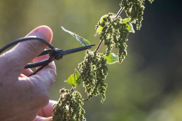Grosse Brennnessel, Grosse Brennessel (Urtica dioica), weibliche Pflanze mit Samenstaenden wird mit Schere beerntet, Deutschland stinging nettle (Urtica dioica), female plant with seed heads is harvested with scissors, Germany BLWS635756 *** Stinging nettle Urtica dioica , female plant with seed heads is harvested with scissors, Germany BLWS635756 Copyright: xblickwinkel F.xHeckerx