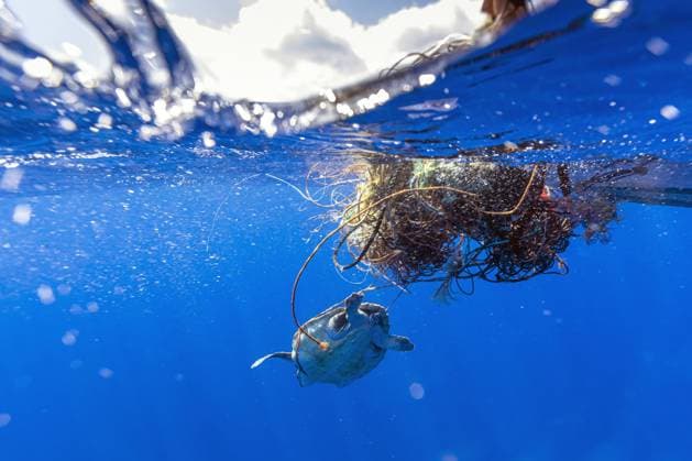 IMAGO Creative: UN Welt-Habitat-Tag am 3. Oktober Unechte Karettschildkroete, Unechte Karette (Caretta caretta), gefangen in einem frei schwebenden Geisternetz, Azoren, Pico loggerhead sea turtle, loggerhead (Caretta caretta), trapped in a lose free floating ghost net, Azores, Pico BLWS635998 *** Loggerhead sea turtle, loggerhead Caretta caretta , trapped in a loose free floating ghost net, Azores, Pico BLWS635998 Copyright: xblickwinkel AGAMI V.xLegrandx