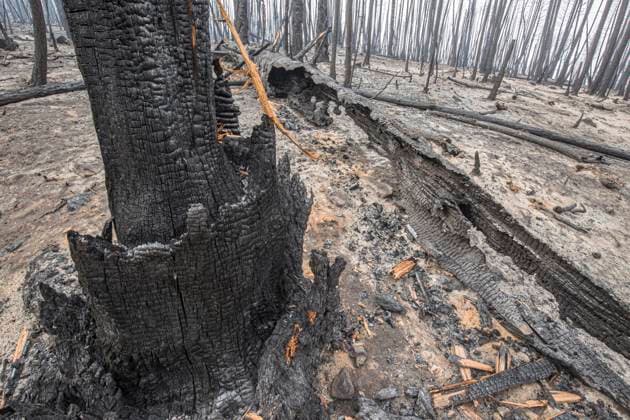 Forest fire landscape, British Columbia 2017 forest fire, Chilcotin region, British Columbia, Canada  acp134009 ChrisxHarris