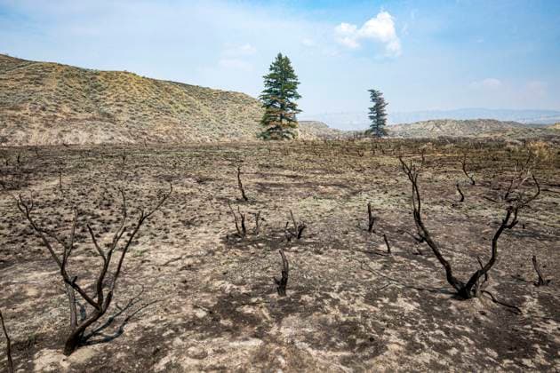 burnt sagebrush after forest fire, British Columbia 2017 forest fire, Chilcotin region, British Columbia, Canada  acp134010 ChrisxHarris