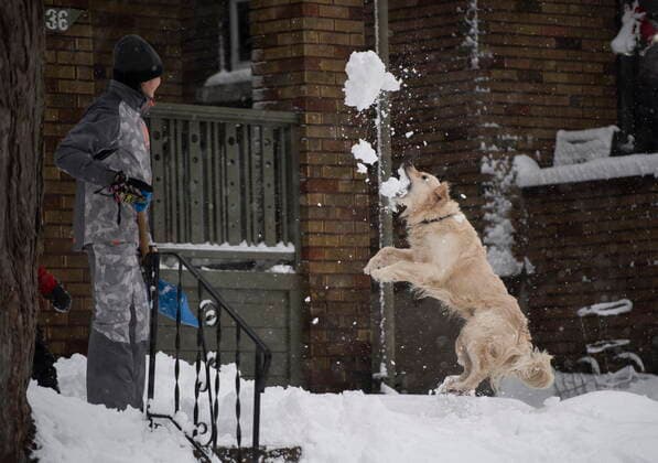 January 16, 2021, Ottawa, on, Canada: Sebastien Forbes, 13, watches as his friend s dog Cofi tries catch the snow he shovelled in the air during a major snowstorm in Ottawa on Saturday, Jan. 16, 2021. A snowfall warning is in effect with Environment Canada predicting between 15 to 30 cm of snow by tonight. Ottawa Canada  - ZUMAc35_ 20210116_zaf_c35_023 Copyright: xJustinxTangx