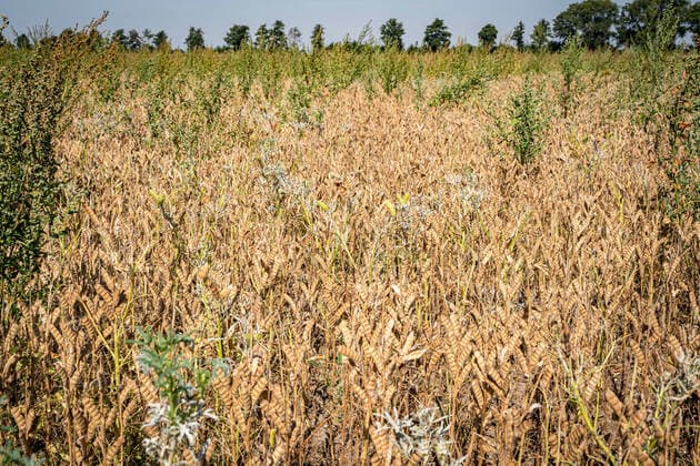 Veganer Trend - Lupinen als Eiweisträger. Erntereifes Lupinenfeld. Landwirtschaftliches Symbolfoto. Vereinzelt sieht man auch in Norddeutschland inzwischen Felder, auf denen Leguminosen angebaut werden, z.b: Erbsen, Ackerbohnen oder wie hier im Bild weiße Lupinen. Der hohe Proteingehalt macht sie zur Soja-Alternative, gleichzeitig sind Leguminosen Stickstoffsammler und reichern den Boden damit an. Raum Weser-Ems Niedersachsen Deutschland *** Vegan trend Lupines as protein carriers Harvested lupine field Agricultural symbol photo Occasionally you can see fields in northern Germany where legumes are cultivated, e g peas, field beans or, as shown here, white lupines The high protein content makes them an alternative to soy, and at the same