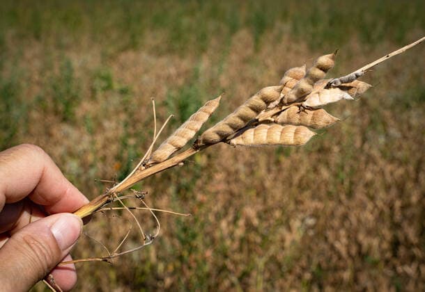 Veganer Trend - Lupinen als Eiweisträger. Hand mit erntereifen Lupinensamen und Lupinenschoten vor einem erntereifen Lupinenfeld. Vereinzelt sieht man auch in Norddeutschland inzwischen Felder, auf denen Leguminosen angebaut werden, z.b: Erbsen, Ackerbohnen oder wie hier im Bild weiße Lupinen. Der hohe Proteingehalt macht sie zur Soja-Alternative, gleichzeitig sind Leguminosen Stickstoffsammler und reichern den Boden damit an. Raum Weser-Ems Niedersachsen Deutschland *** Vegan trend Lupines as protein carriers Hand with harvestable lupine seeds and lupine pods in front of a harvestable lupine field Occasionally you can see fields in northern Germany where legumes are cultivated, e g peas, field beans or white lupines as shown here The hi