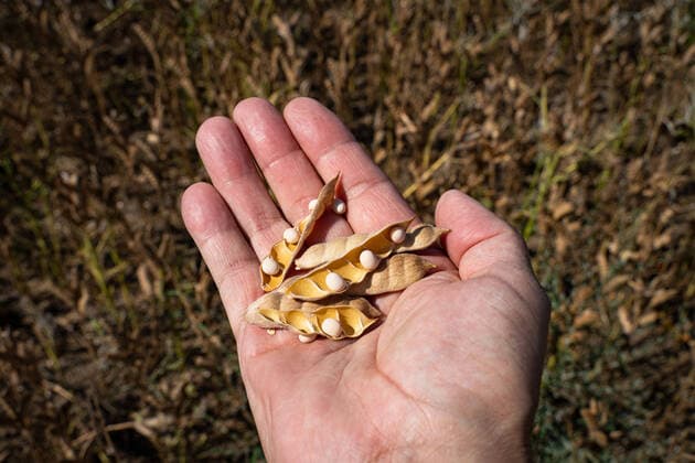 Veganer Trend - Lupinen als Eiweisträger. Hand mit erntereifen Lupinensamen und Lupinenschoten vor einem erntereifen Lupinenfeld. Vereinzelt sieht man auch in Norddeutschland inzwischen Felder, auf denen Leguminosen angebaut werden, z.b: Erbsen, Ackerbohnen oder wie hier im Bild weiße Lupinen. Der hohe Proteingehalt macht sie zur Soja-Alternative, gleichzeitig sind Leguminosen Stickstoffsammler und reichern den Boden damit an. Raum Weser-Ems Niedersachsen Deutschland *** Vegan trend Lupines as protein carriers Hand with harvestable lupine seeds and lupine pods in front of a harvestable lupine field Occasionally you can see fields in northern Germany where legumes are cultivated, e g peas, field beans or white lupines as shown here The hi