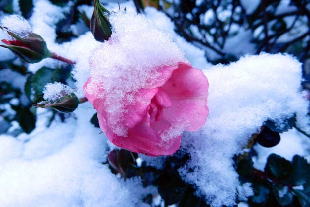 Rose blossom surprised by the onset of winter and wrapped in snow photographed on 17 01 2021 Rose blossom surprised by the onset of winter and wrapped in snow