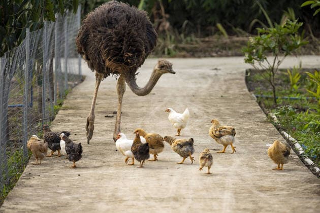 Bilder des Jahres 2021, Entertainment 01 Januar Entertainment Themen der Woche KW02 Entertainment Bilder des Tages January 17, 2021, Qionghai, Hainan, China: An ostrich lives with chickens in Qionghai,Hainan,China on 17th January, 2021. Qionghai China - ZUMAt151 20210117_zia_t151_003 Copyright: xTpgx