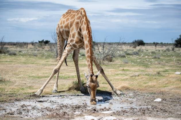 Etosha Nationalpark, Namibia, Januar 2021 Trinkende Giraffe, Etosha Nationalpark, Namibia, Januar 2021. *** Etosha National Park, Namibia, January 2021 Drinking giraffe, Etosha National Park, Namibia, January 2021 Copyright: xEibnerxPressefoto MichaelxMemmlerx EP_MMR