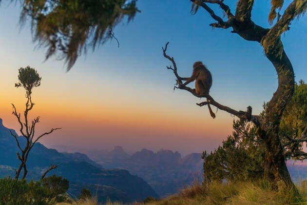 Gelada baboon sitting on the branch of a tree at the edge of the cliff at dusk Amazing shot of a Gelada baboon sitting on a branch in the Simien Mountain range, Ethiopia