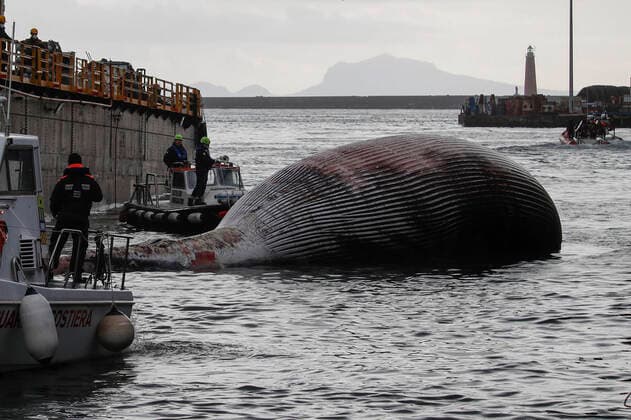 Italien, im Golf von Neapel wird ein Wal-Kadaver geborgen The recovery by the coast guard of the carcass of the whale found dead in the waters of the Gulf of Naples has begun  Copyright: xSalvatorexLaportax xIPAx xKontrolabx